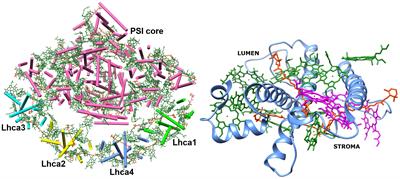 Environment-dependent chlorophyll–chlorophyll charge transfer states in Lhca4 pigment–protein complex